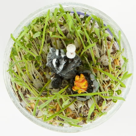 Creativity for Kids Grow N? Glow Terrarium ? Child Craft Activity for Boys and Girls