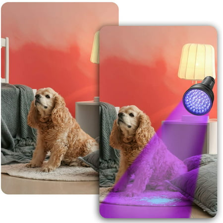 Amuoc UV Flashlight Black light UV Lights, 51 LED Blacklight Pet Urine Detector For Dog/Cat Urine,Dry Stains,Bed Bug, Matching with Pet Odor Eliminator(Batteries Not Included)