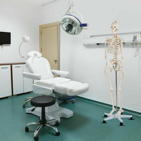 70.8'' Life-size Skeleton Model Medical School Human Anatomy Class W/Rolling Stand