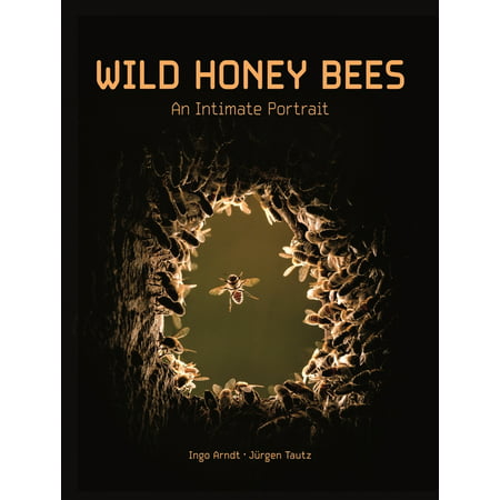 Wild Honey Bees : An Intimate Portrait (Hardcover)