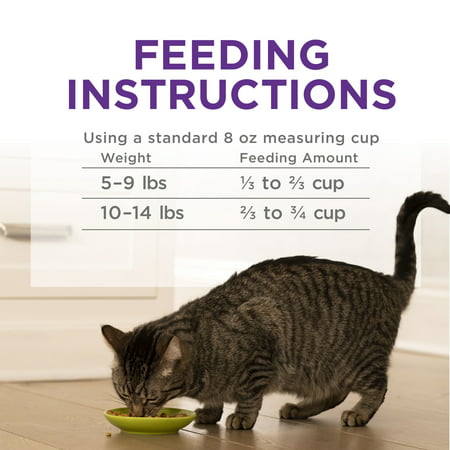 Purina Cat Chow Gentle Dry Cat Food, Sensitive Stomach + Skin, 6.3 lb. Bag, 6.3 lbs