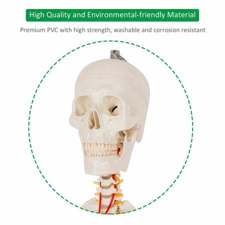 70.8'' Life-size Skeleton Model Medical School Human Anatomy Class W/Rolling Stand